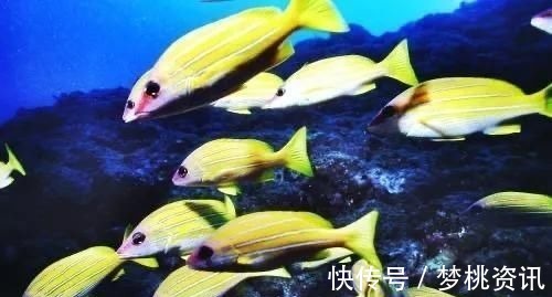 甲醛|这4种鱼,肉里或含有重金属和甲醛,生活中不宜经常吃,建议了解