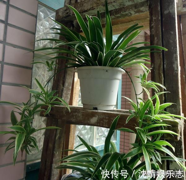 会长势|3种植物，越淋雨长得越快越好，叶更绿，花更美，爆盆快！