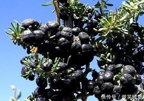 花青素|女人缺少雌激素容易老常吃4种食物，美白淡斑，预防子宫早衰