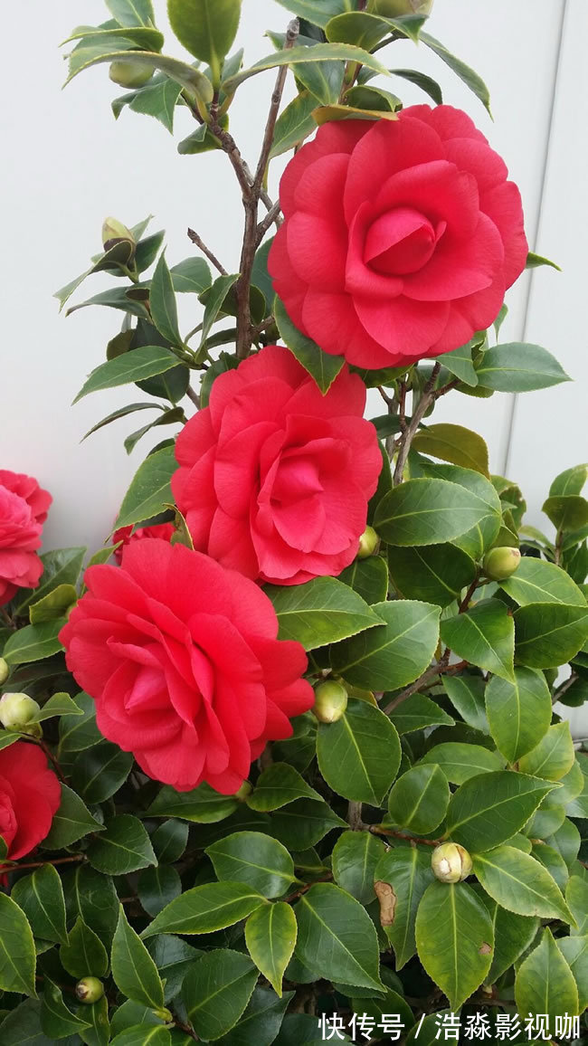 玉树|3种“老花树”,能活一百年,冬天不怕冷,开满“吉祥花”