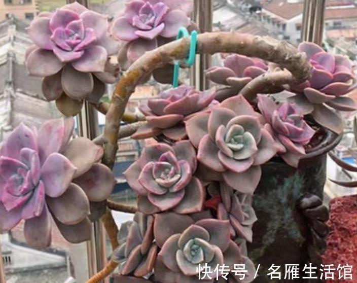 养了3年的多肉不爆头,教你这样“摘叶子”,侧芽一个接着一个冒