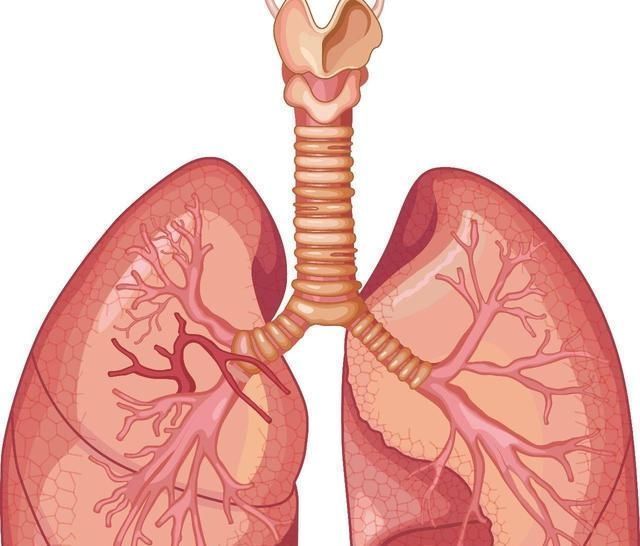 睡眠时间|每天坚持深蹲有什么好处做到了,不出两个星期,免疫力慢慢变好