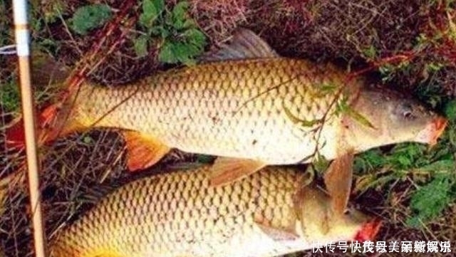 三番五次告诉你，鱼越大越喜欢这些饵，每试用一次都能钓过瘾
