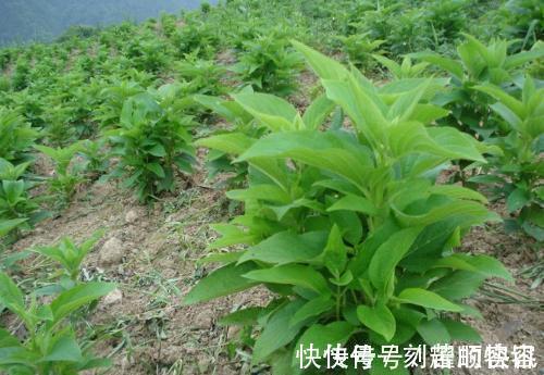 野花野草|这植物的根酷似“人参”,以前农家人总是砍除它,殊不知价值极高