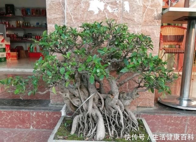 怎么让榕树盆景的根系快速变粗6种方法总有1种适合你,太棒了!