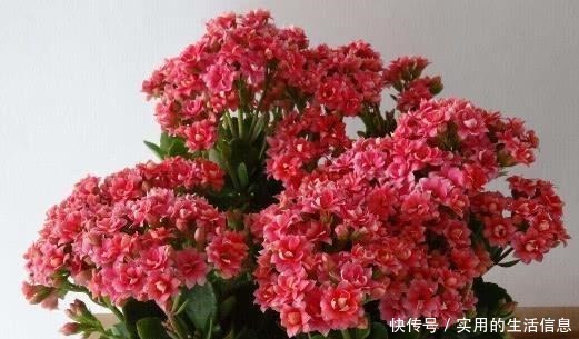 家中这“4处”别养花,摆啥花都难活,不是叶黄、就是根烂!