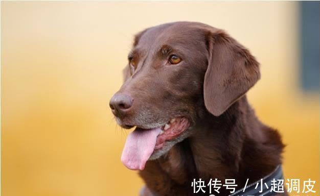 更上一层楼|70年“大金狗”接福了！10月顺利成为人生赢家，老天爷都让你富！