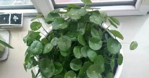 客厅2个地方,千万别养花,不能忽视,养了也尽快搬走