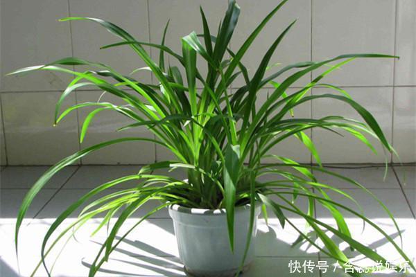吊兰品种多样,只养一种太亏了,家里多放几盆,净化空气开小花