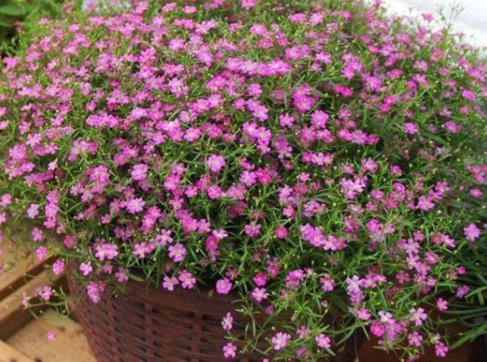 种花|家里养4种花,沾土就活,一养就养爆,直接变成“小花园”