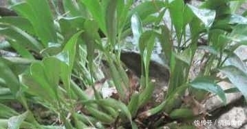 治疗|农村随处可见的野菜 却可治疗肾炎 肝炎 疟疾消渴
