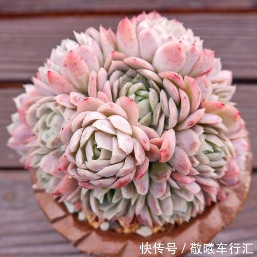 老手都抢着养的多肉,不徒长容易出状态,养在阳台超美的