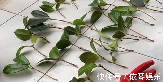 根系|扦插的5个错误操作,不是难生根,是你做错了,扦插其实很简单