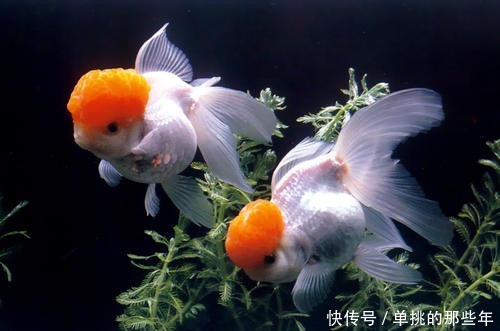 才能|金鱼要怎么养才能活的久一点