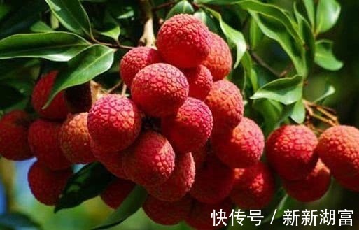 水果|肝毒“最怕”以下4种水果，每天吃一点，排出体内毒素，肝更干净