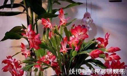 磷酸二氢钾|想让蟹爪兰“开完还开”，就浇“1种水”，20天就见效！