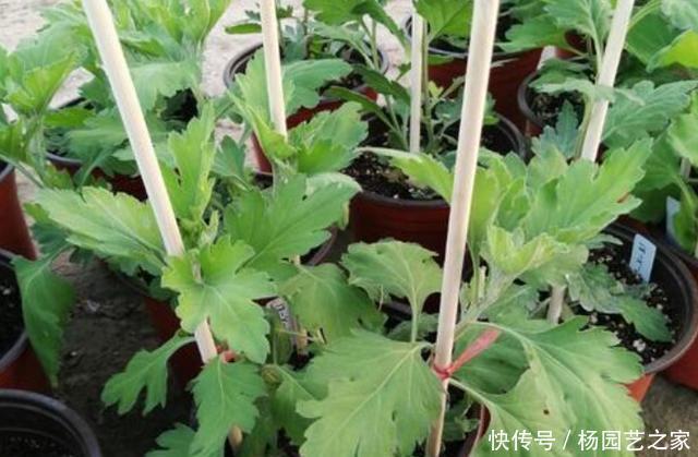入冬|入冬后你的菊花开完了吗?赶紧修剪,不仅促笋芽,而且能扦插