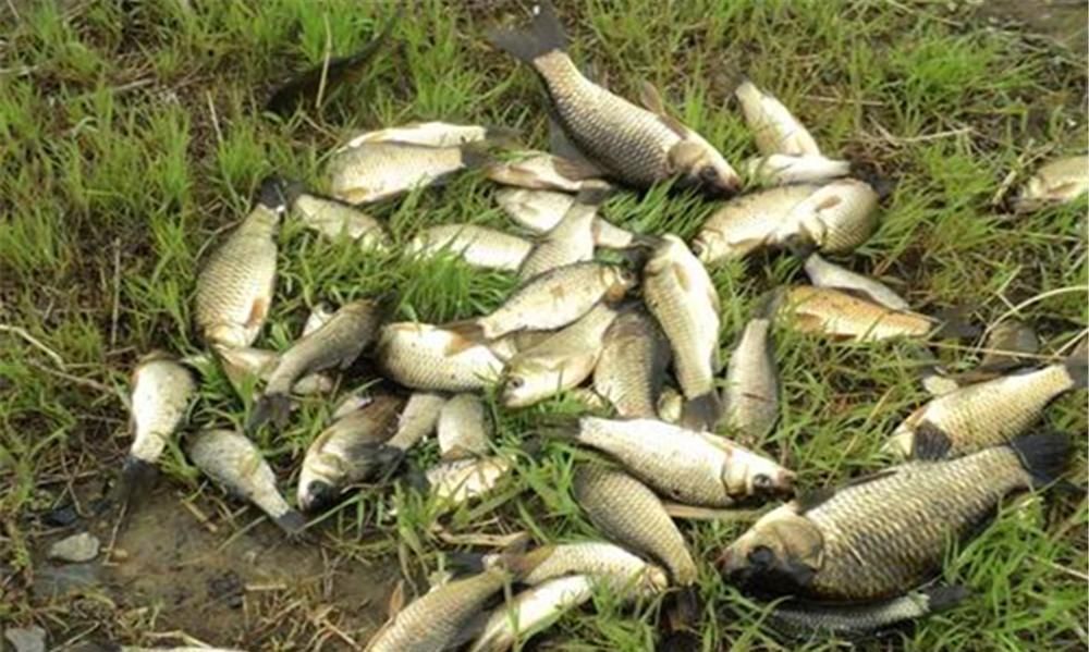 胃口|钓不到鱼?基本是天气没选对,这些天气鱼“胃口好”,很容易爆护