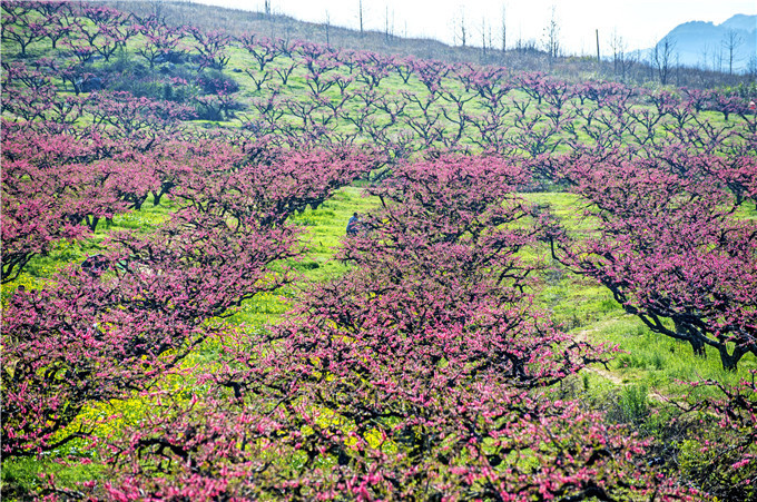 广东世外桃源连州万亩桃花盛放，打造出了水陆空洞四重桃花景观