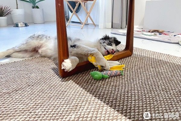 清洁液|GT在家 篇四十五:是否值得买?看必胜二代布艺清洁机能否让地毯、沙发焕然一新?