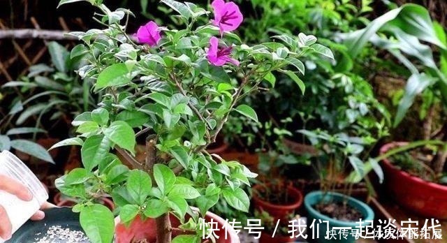 柠檬酸|三角梅“黄叶”不开花，用这2种水浇一浇，叶子油绿，满头花！