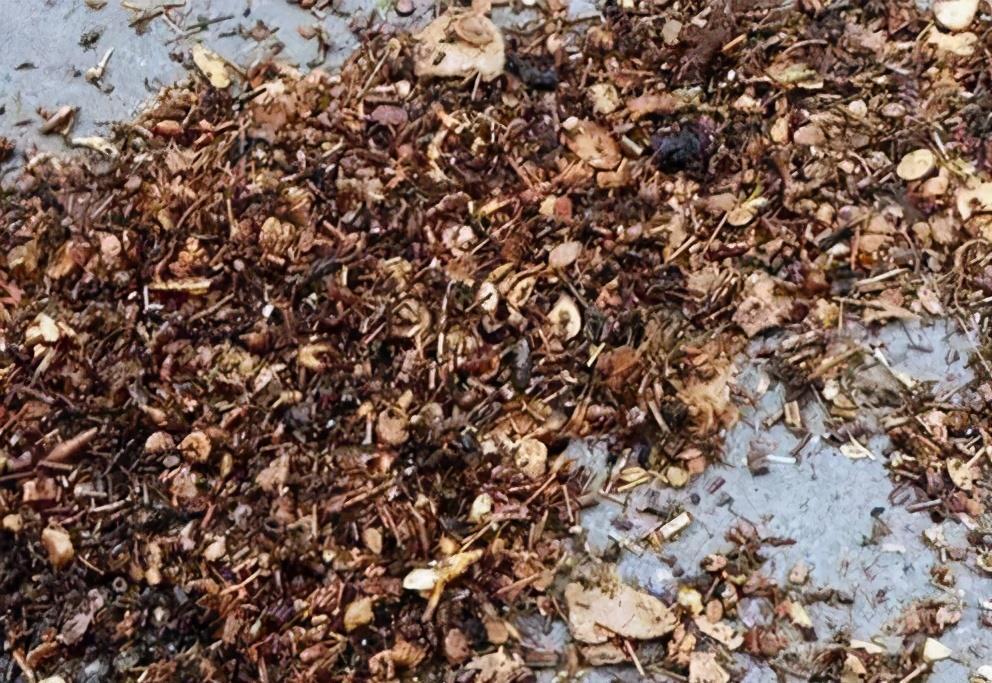 花根|又脏又讨人嫌的它,催花效果比磷酸二氢钾好