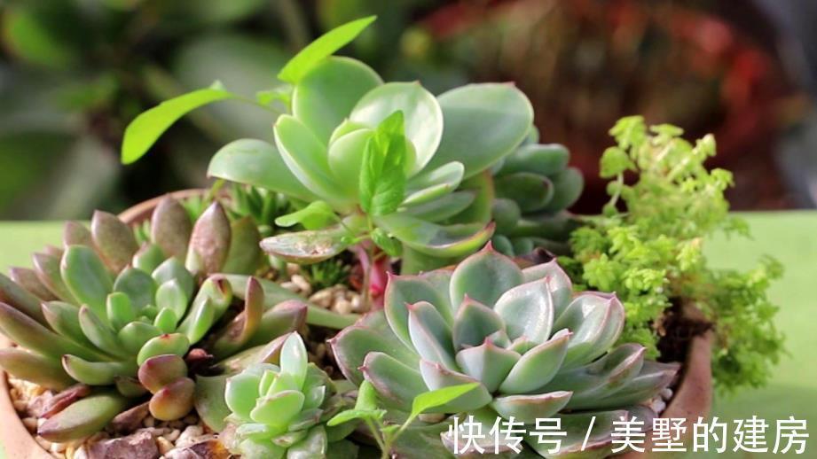 水溶液|天热换盆土，方法不正确，多肉反而更容易烂根化水