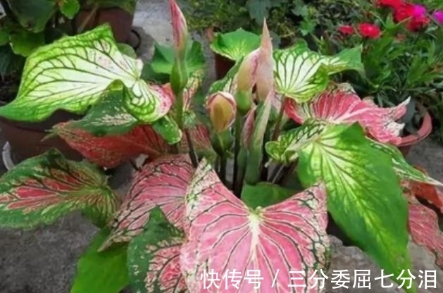 营养物质|4种花养家里,好养又漂亮,10块钱一盆,开花多、花期长!