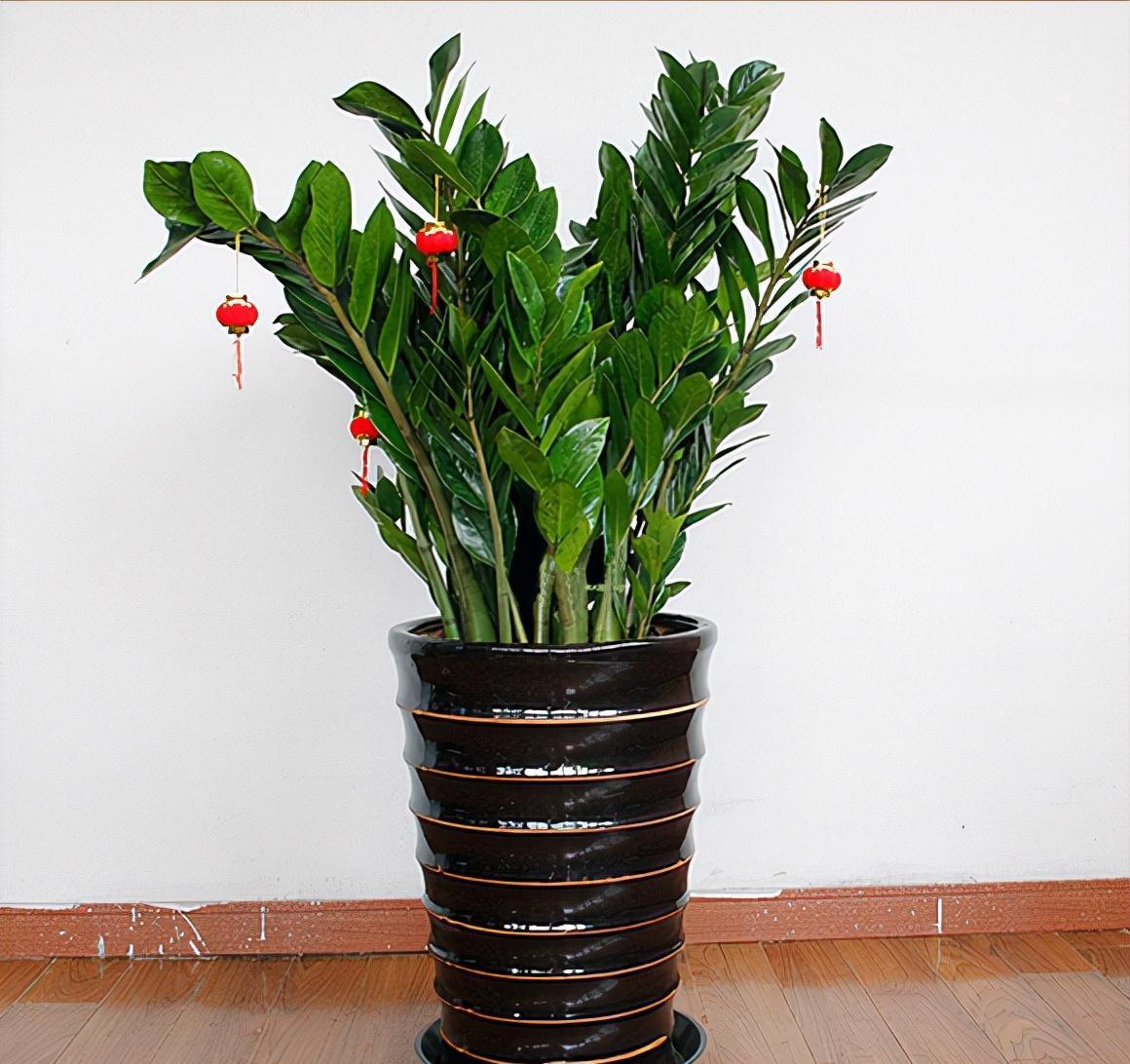 17大吉祥花,客厅有空间一定要养上一盆,好看又好养,养人又旺家