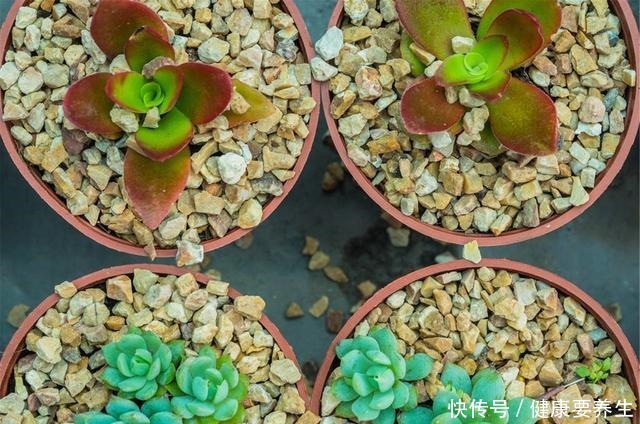 进入“黑名单”的多肉,便宜也不买,“坑”人没商量!