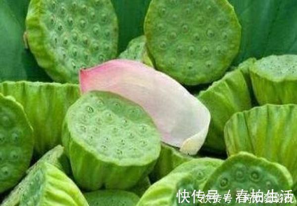 荷花|天然的“安眠药”找到了, 每晚来一口, 镇静安神, 可能让你“沾床就睡”!