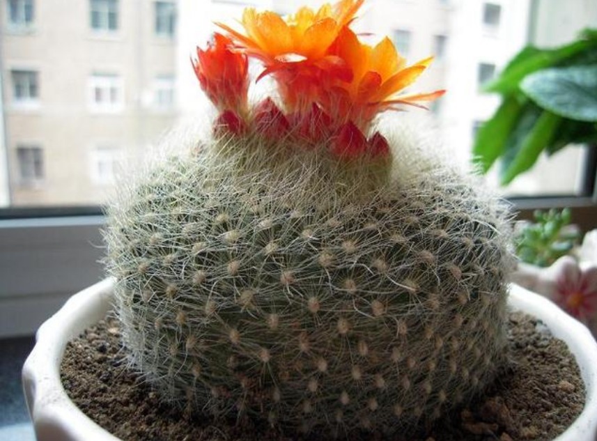 “3种花” 最适合懒人养，越不管长得越旺，管的勤快黄叶又烂根！