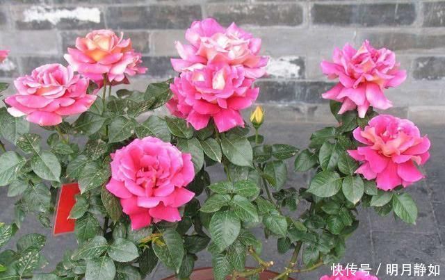 这样剪几刀,枯萎的花立马冒新芽,10天就能蹭蹭开花