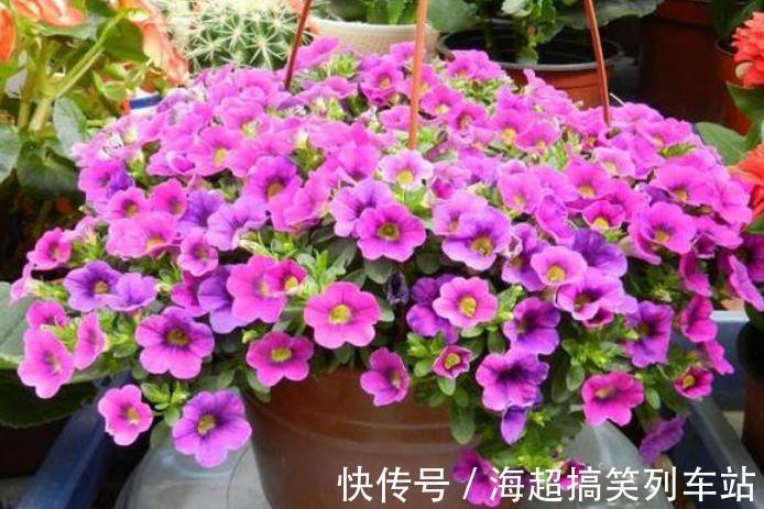 这几款花养在小院,花量大又好养,开花一茬一茬,阳台变浪漫花园