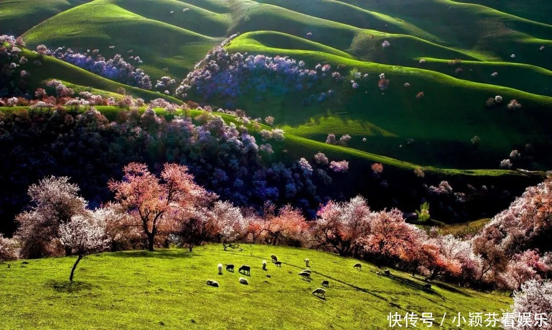 一首《可可托海的牧羊人》唱响春晚,让伊犁惊艳了全世界!