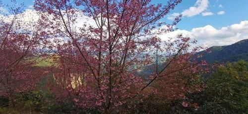 冬日樱花浪漫的无量山，竟然就是天龙八部中的神秘之境