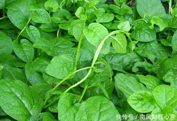 毒蛇|农村随处可见的野菜,可治疗扁桃体炎、腮腺炎、乳腺炎、毒蛇咬伤