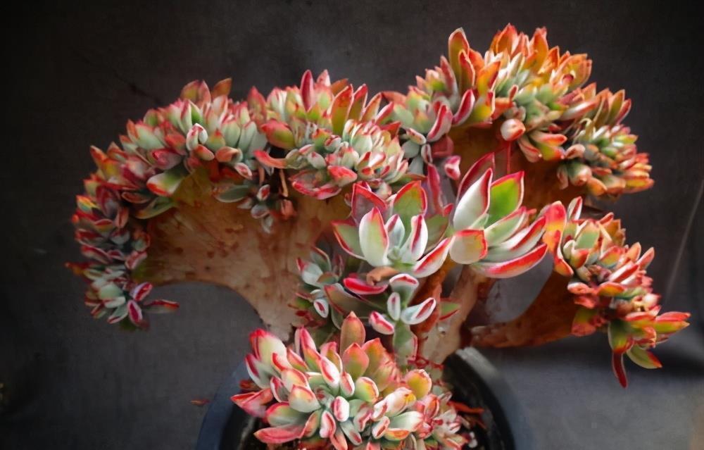 养好多肉锦晃星的2个“技巧”,顺利度夏,叶片肥厚,长成老桩