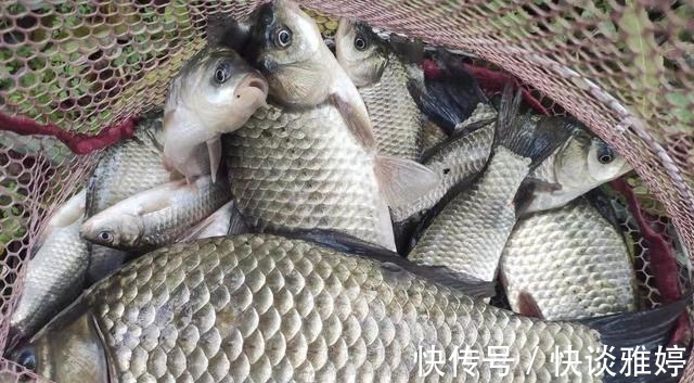鲤鱼|秋季野钓送你2个饵料配方,连窝料都省了,主攻大鲫鱼兼钓鲤鱼