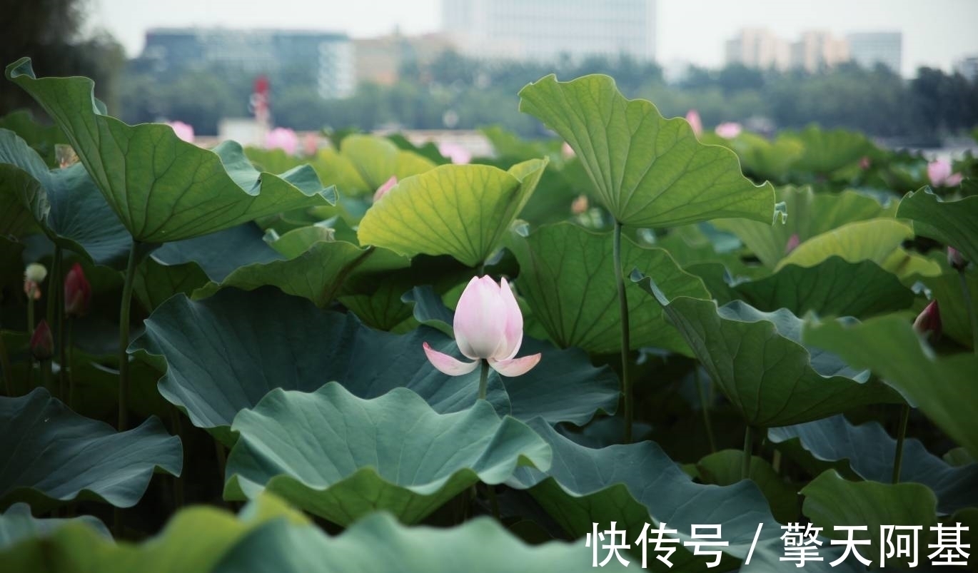 好聚好散|未来9天，桃花芳香，感动神明，桃花朵朵，旧爱心软，追回旧爱