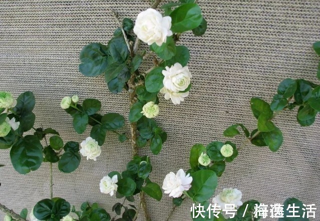 条件|茉莉盆栽开花少,别怪人不争气,没满足这些条件,谁养都一样