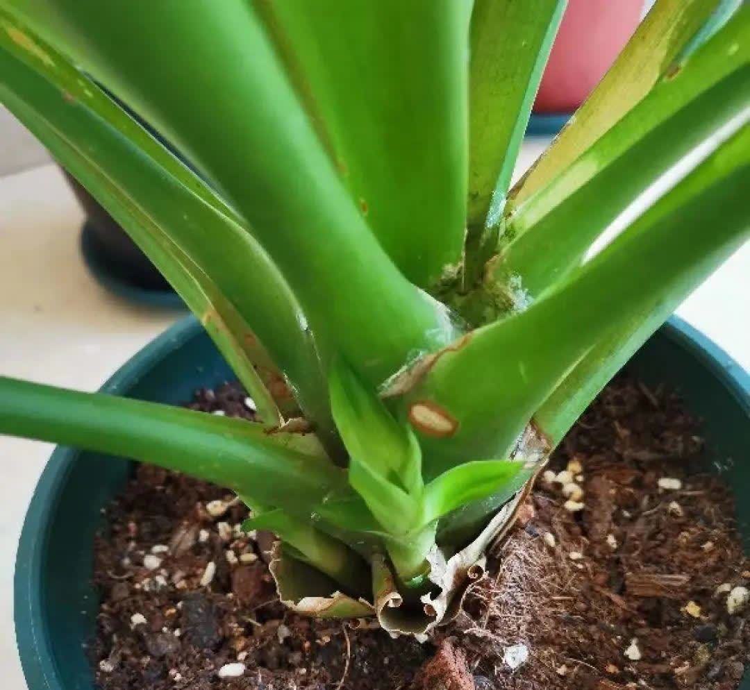 蝴蝶兰开花不是一次性,花后剪一剪,还能继续开花