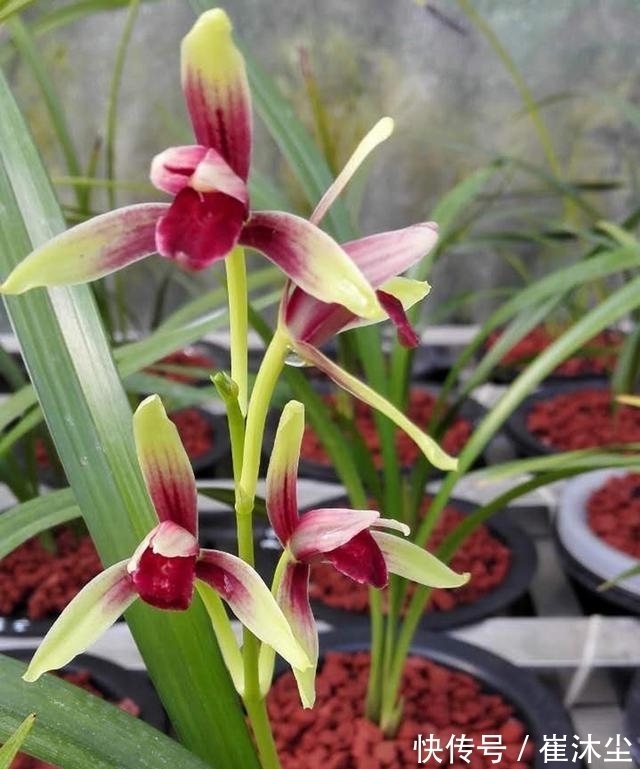 它是兰花界的“龙头”,存世量少,辨识度高,见到别错过