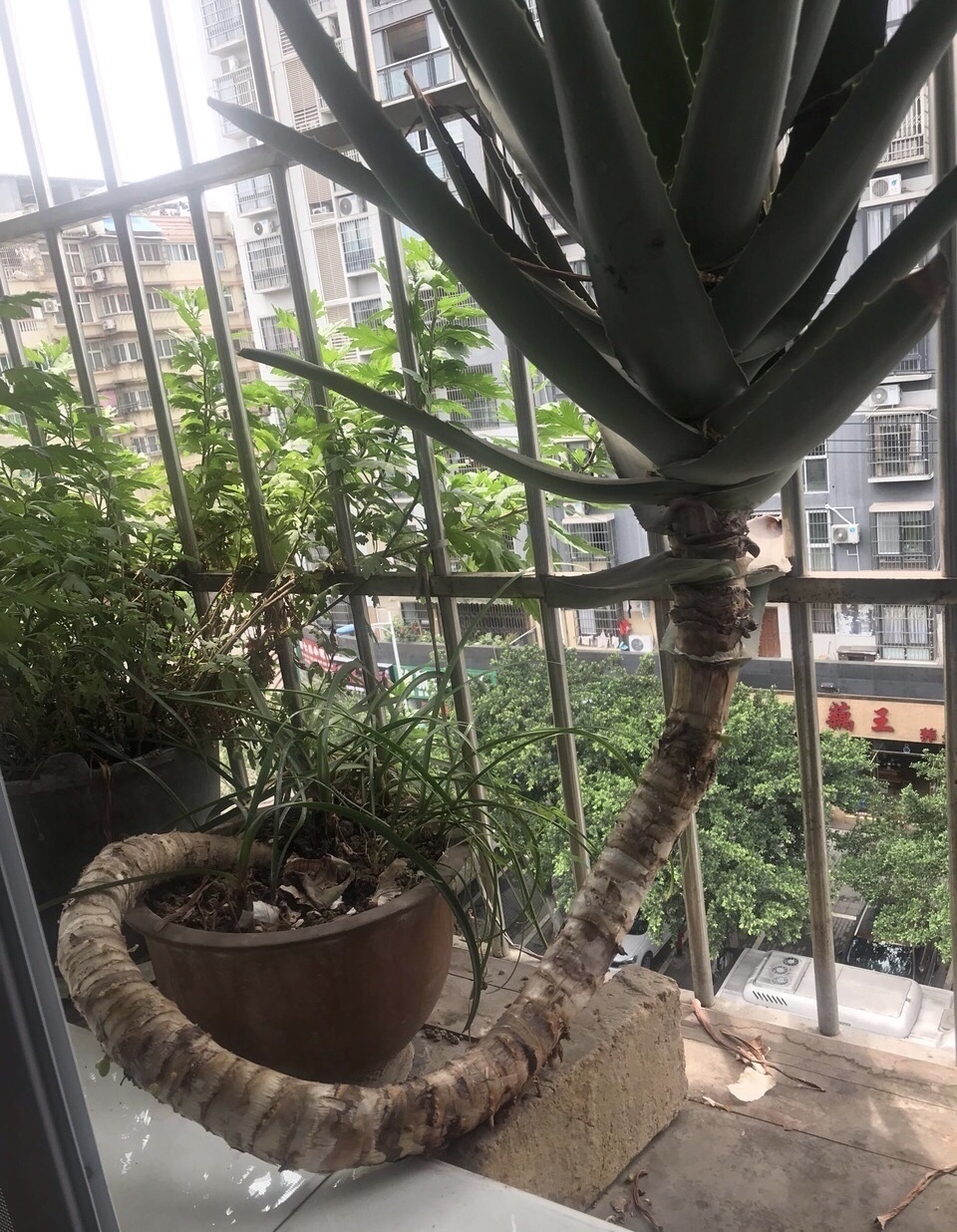 养护|养芦荟,掌握3个“方法”,几年就能养成“树”,主干胳膊粗