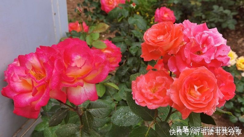 月季|没有最美只有更美的北京月季