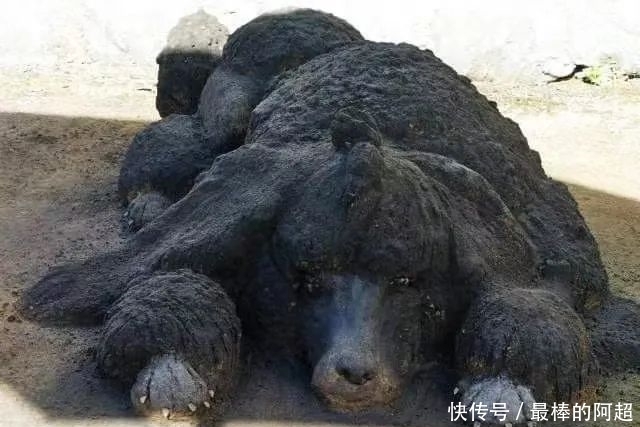 他创作出超写实的沙雕动物,一头用沙子堆成的公牛,引起轰动