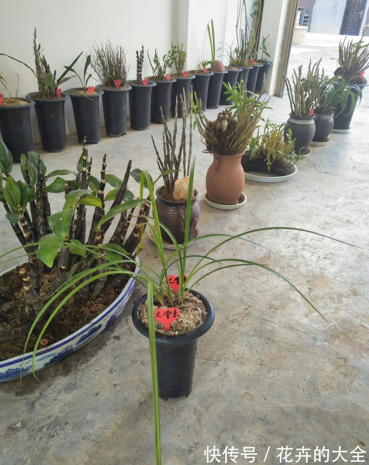 浇水|兰花中的珍品大雪素，花如其名雅致素朴，简单养殖就能爆盆