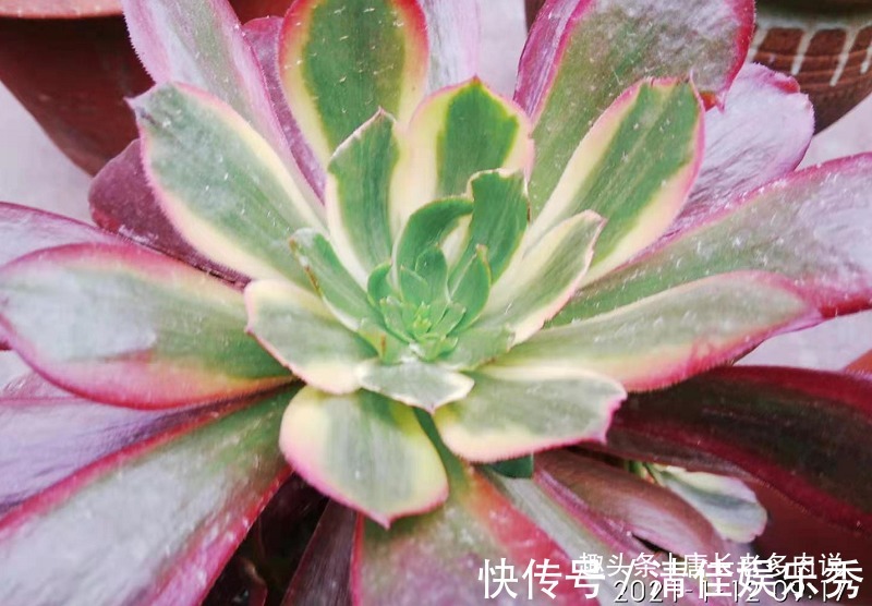 多肉孔雀和赤霞飞长得像吗 不 它们无论是颜色还是叶形都不雷同 粉紫色 多肉孔雀和赤霞飞长得像吗 不 它们无论是颜色还是叶形都不雷同 粉紫色