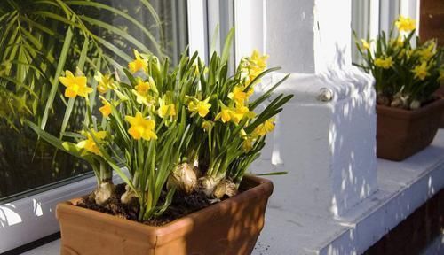 用小苏打养花,竟有这么神奇的功效,让花卉植物长不停!