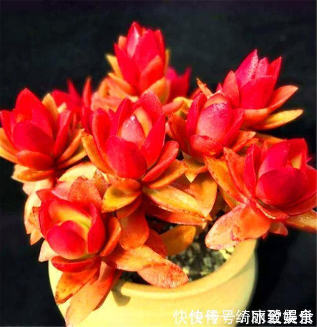 悬崖状|喜欢多肉就选这1款,火红喜庆颜值高,只要4招,养成垂吊悬崖桩